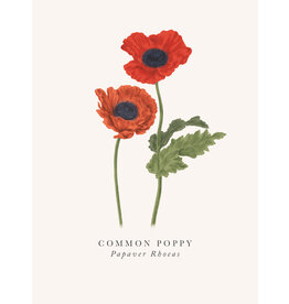 Just Because - Common Poppy