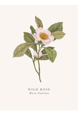 Just Because - Wild Rose