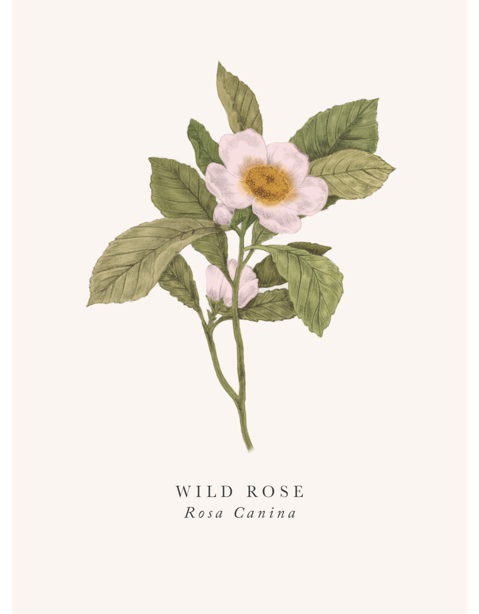 Just Because - Wild Rose