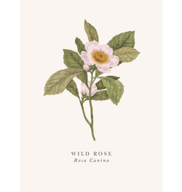 Just Because - Wild Rose