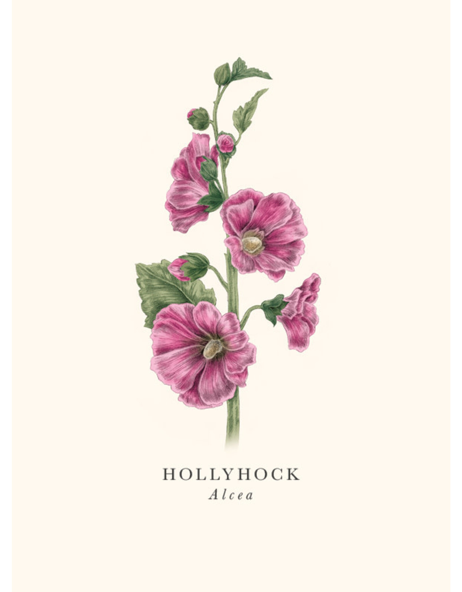 Incognito Distribution Just Because - HollyHock