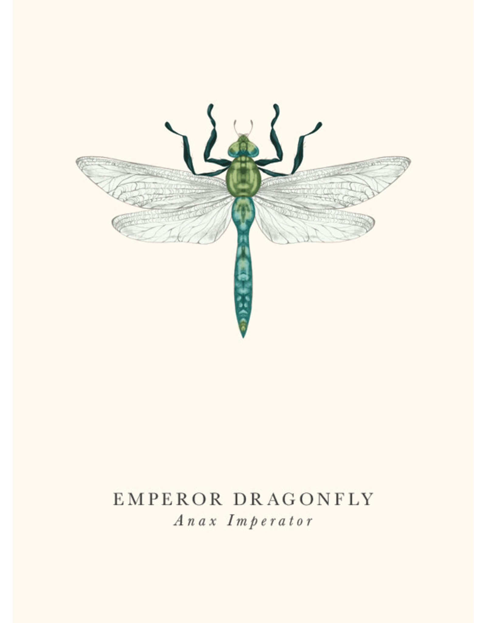 Incognito Distribution Just Because - Emperor Dragonfly