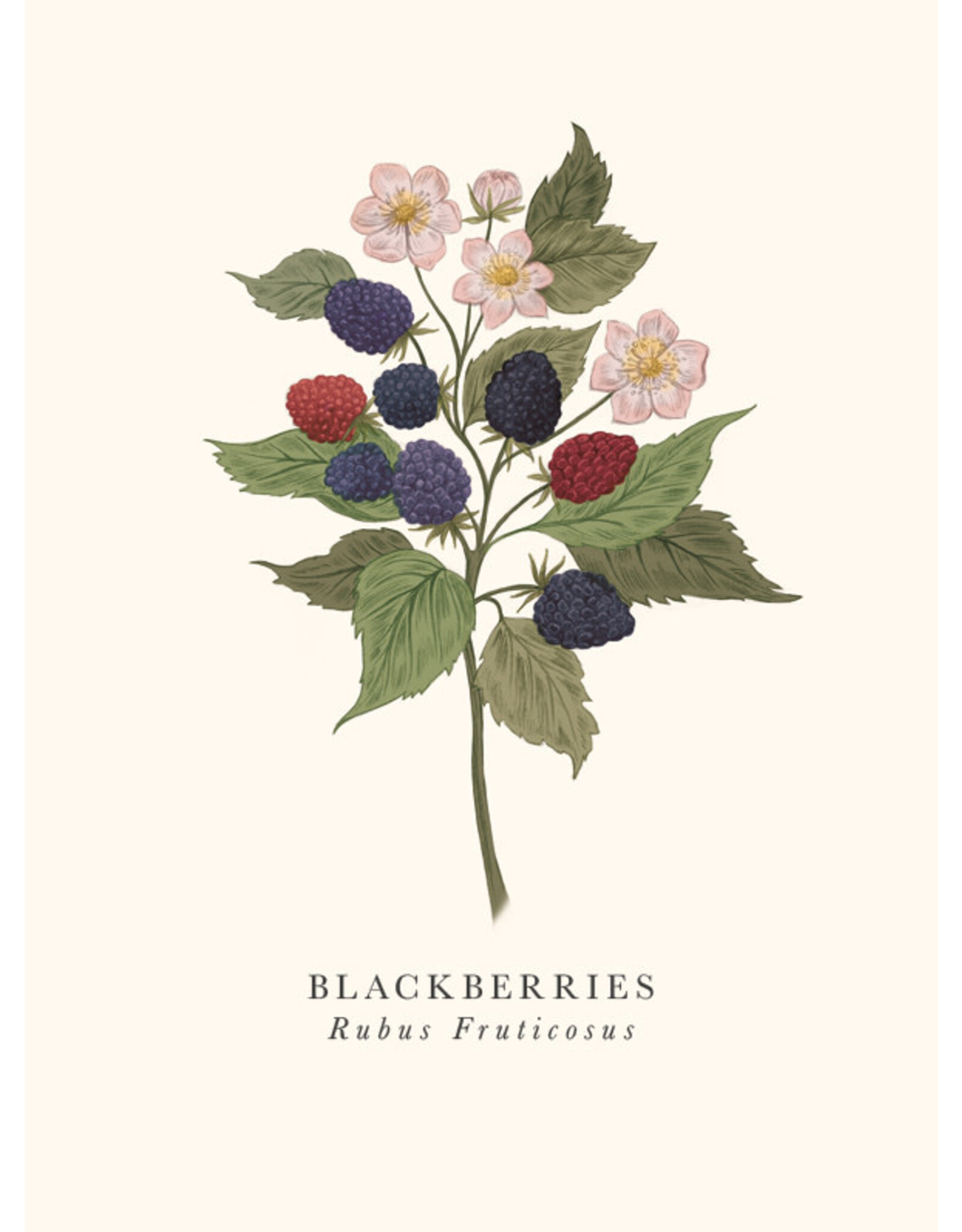 Just Because - Blackberries