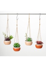 Hanging Potted Succulent