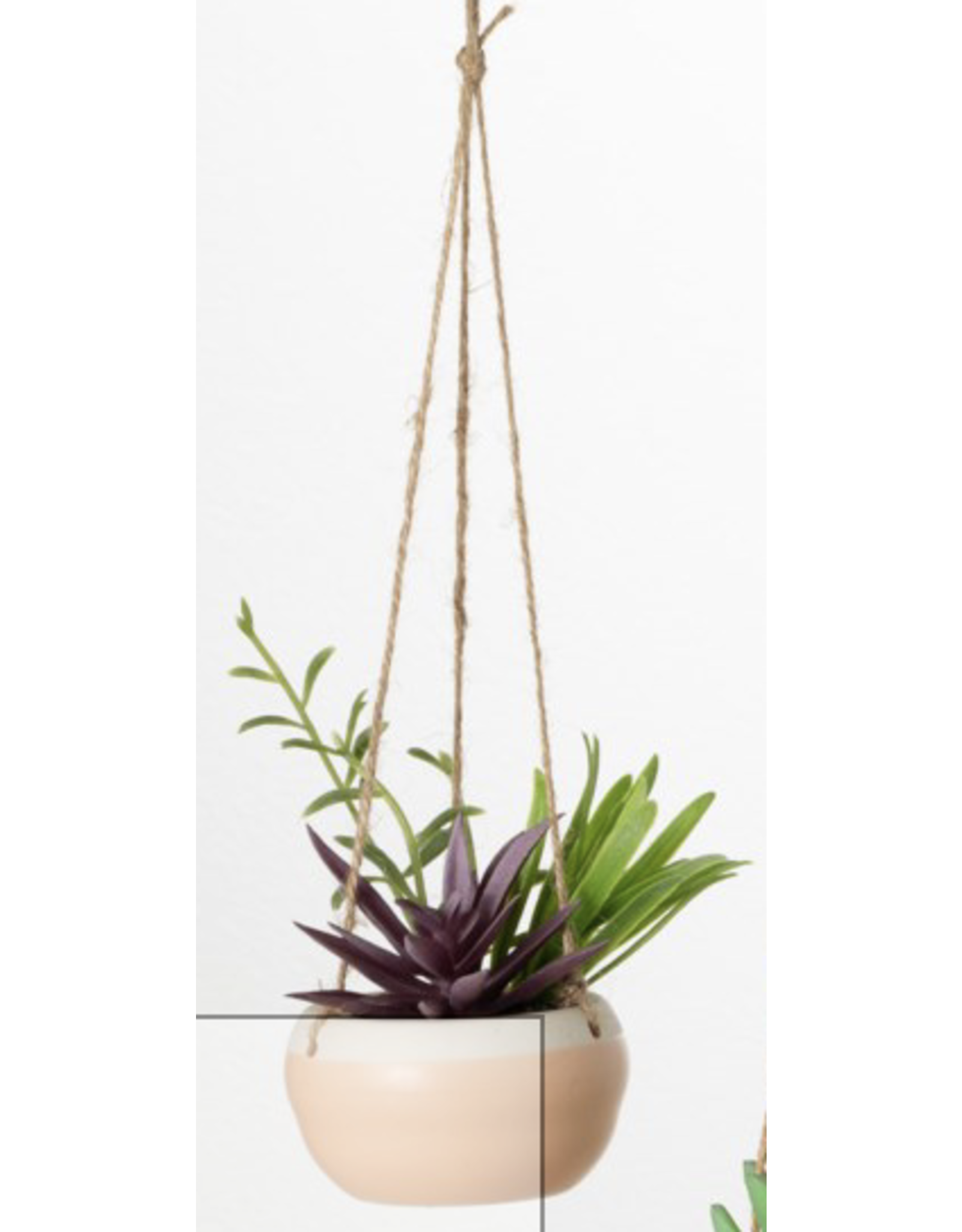 Hanging Potted Succulent