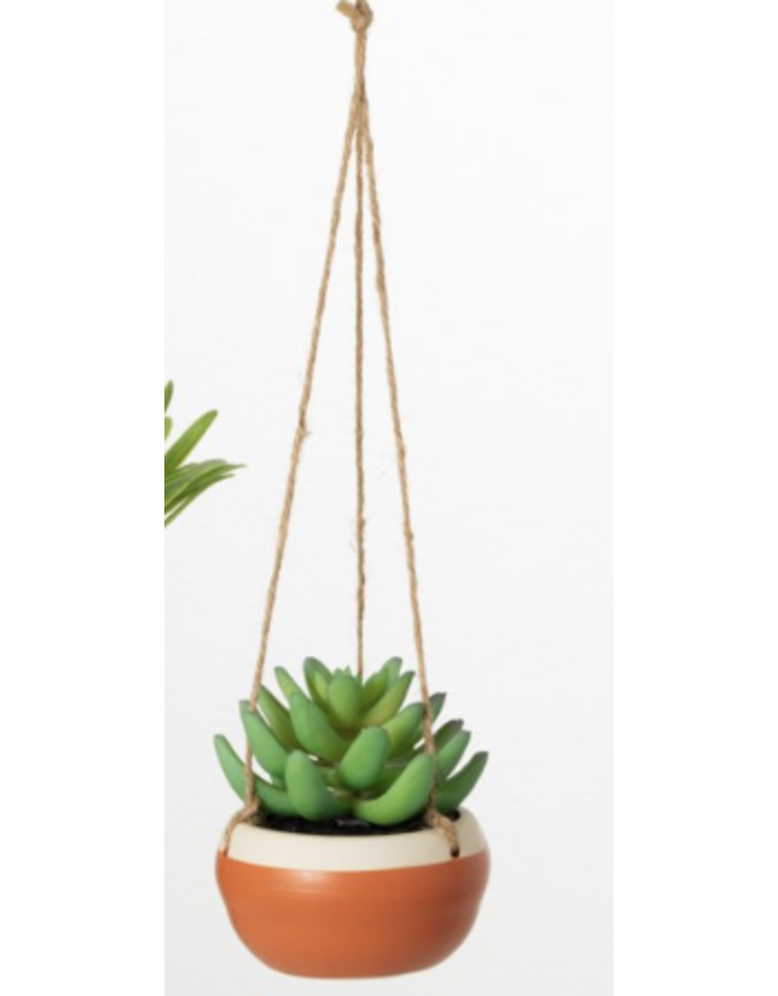 Hanging Potted Succulent