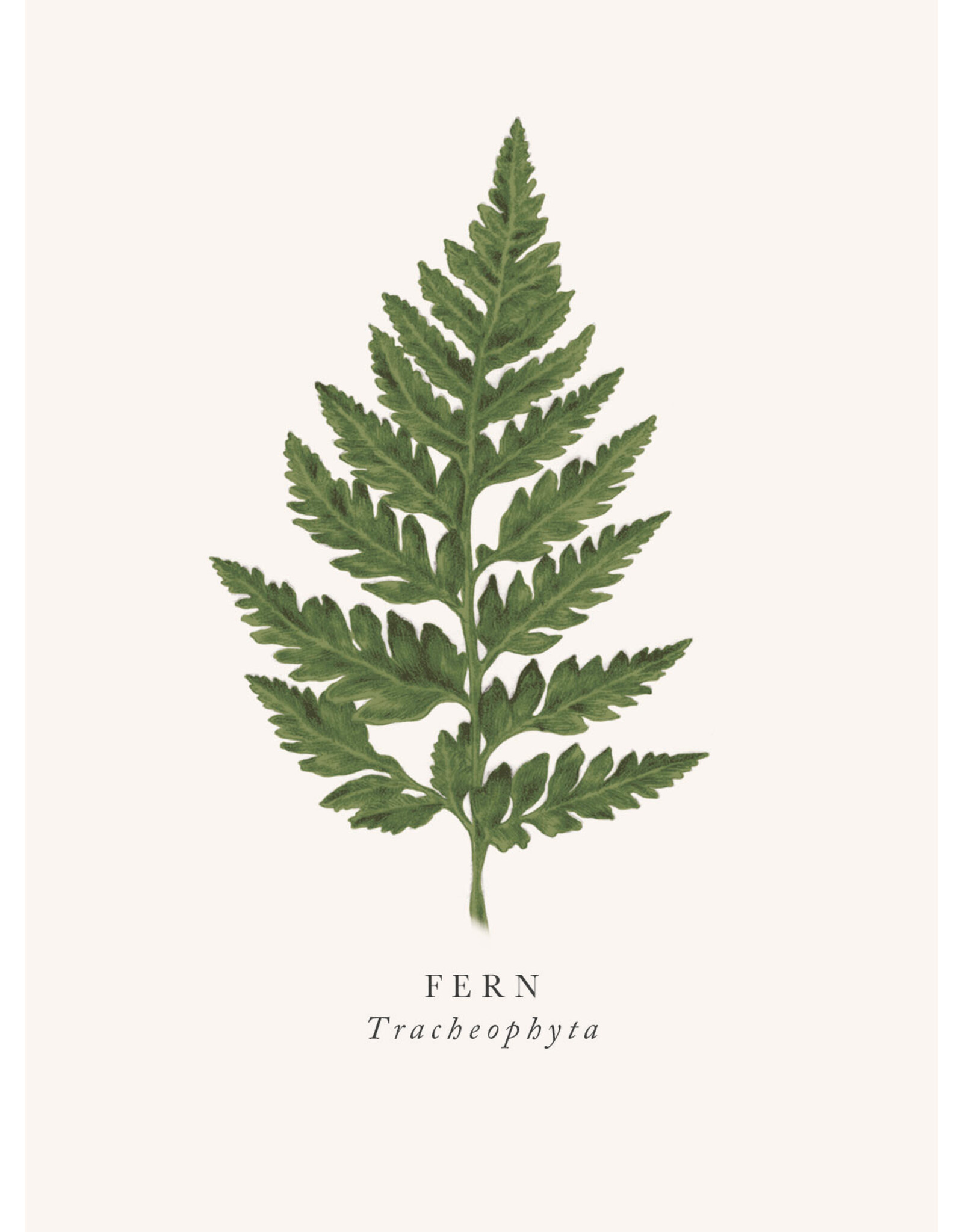 Just Because - Fern