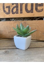Spiky Succulent in Pot