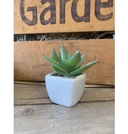 Spiky Succulent in Pot