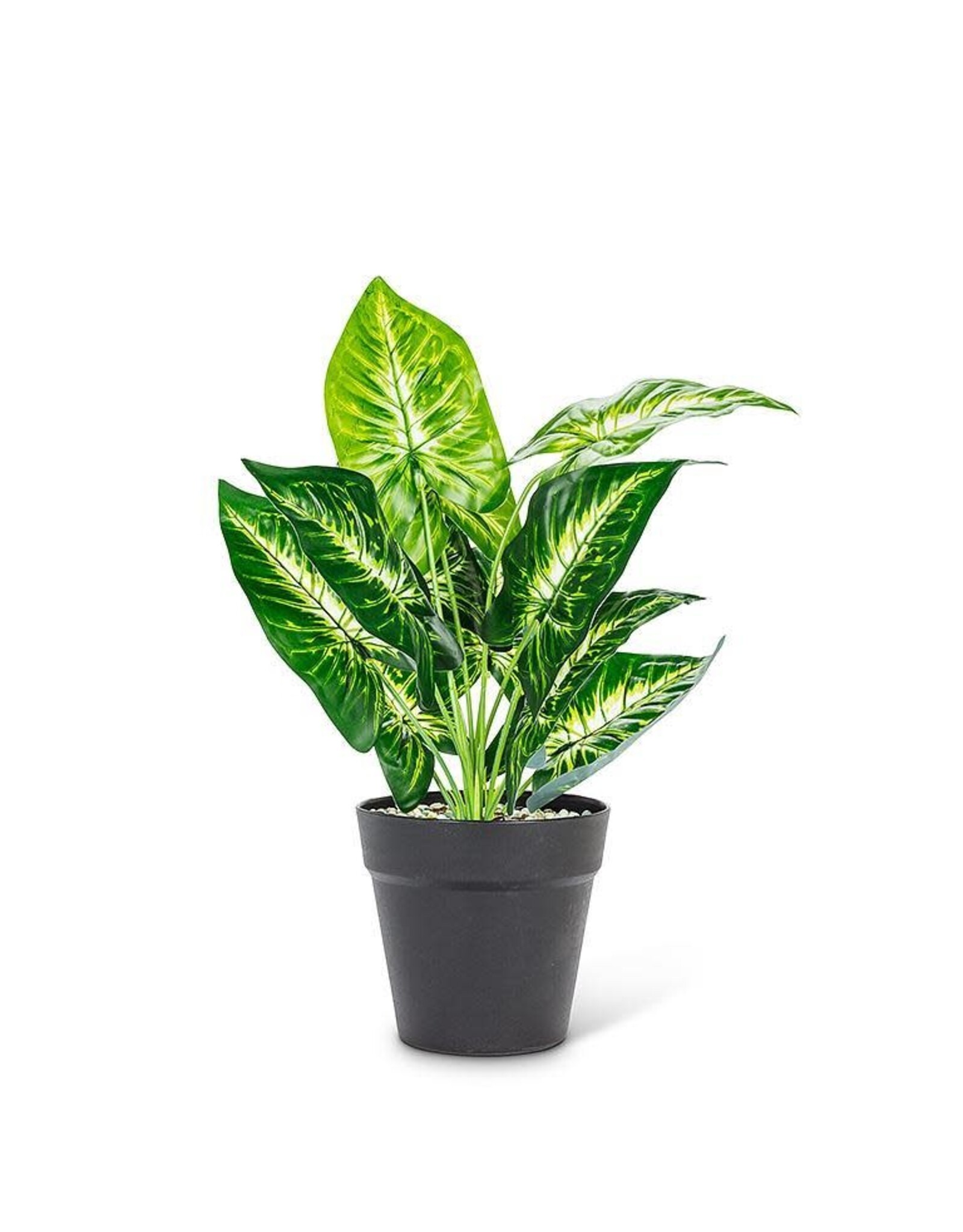 Large Variegated Leaf Plant - 16"