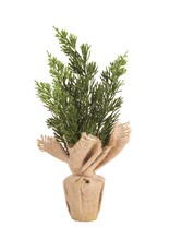 Potted Cedar in Burlap Wrap