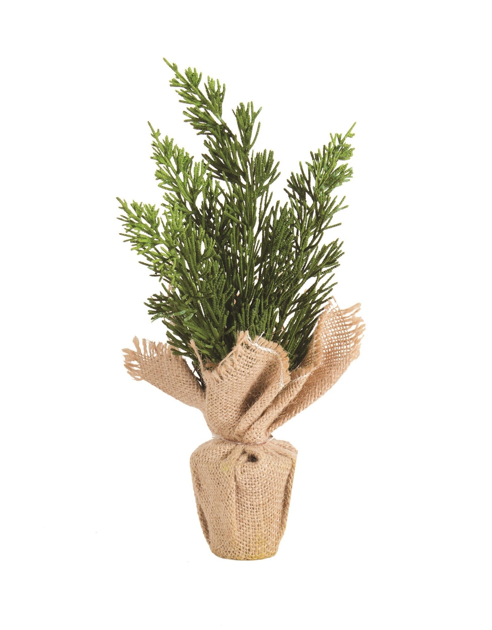 Potted Cedar in Burlap Wrap