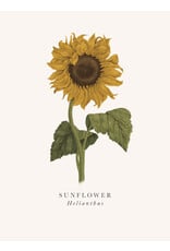 Just Because - Sunflower