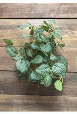 Tri W Imports 15" White/Green Mini Fittonia Bush