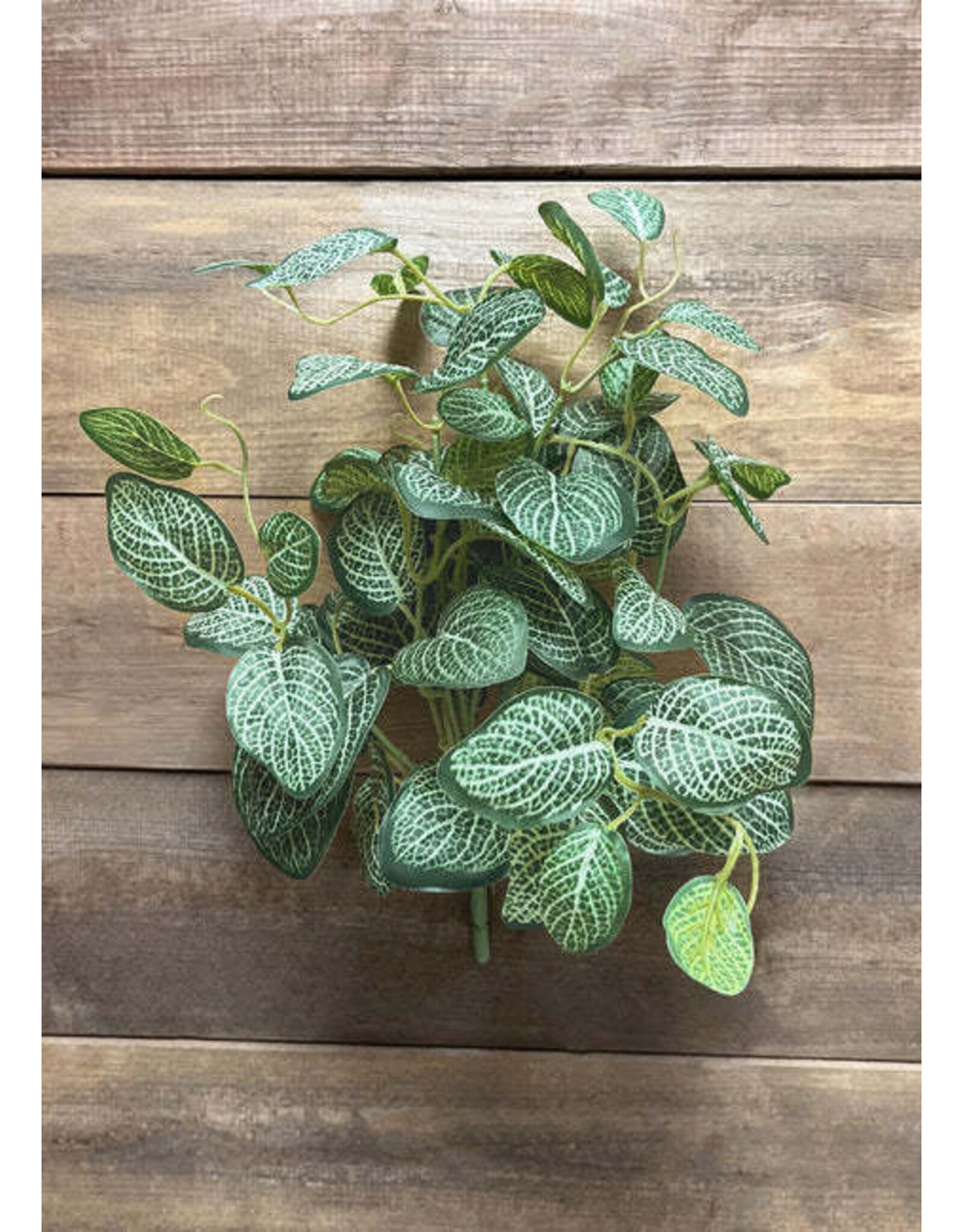 Tri W Imports 15" White/Green Mini Fittonia Bush