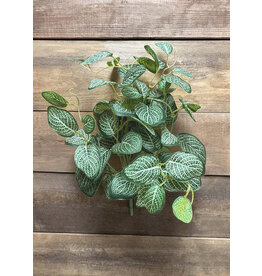 Tri W Imports 15" White/Green Mini Fittonia Bush