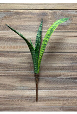 Tri W Imports 18" Mother In Law Tongue Plant