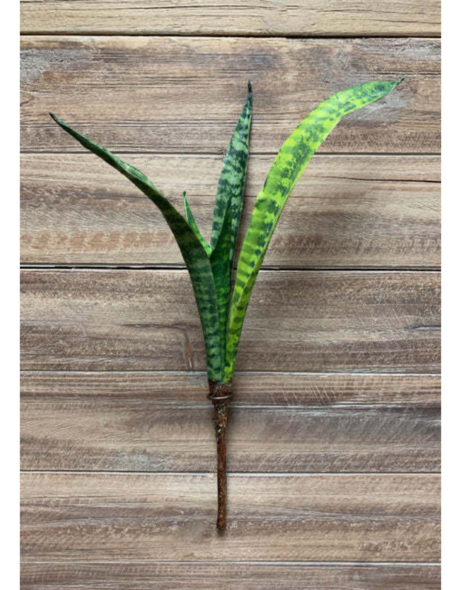 Tri W Imports 18" Mother In Law Tongue Plant