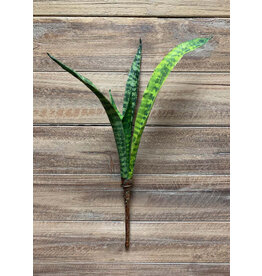 Tri W Imports 18" Mother In Law Tongue Plant