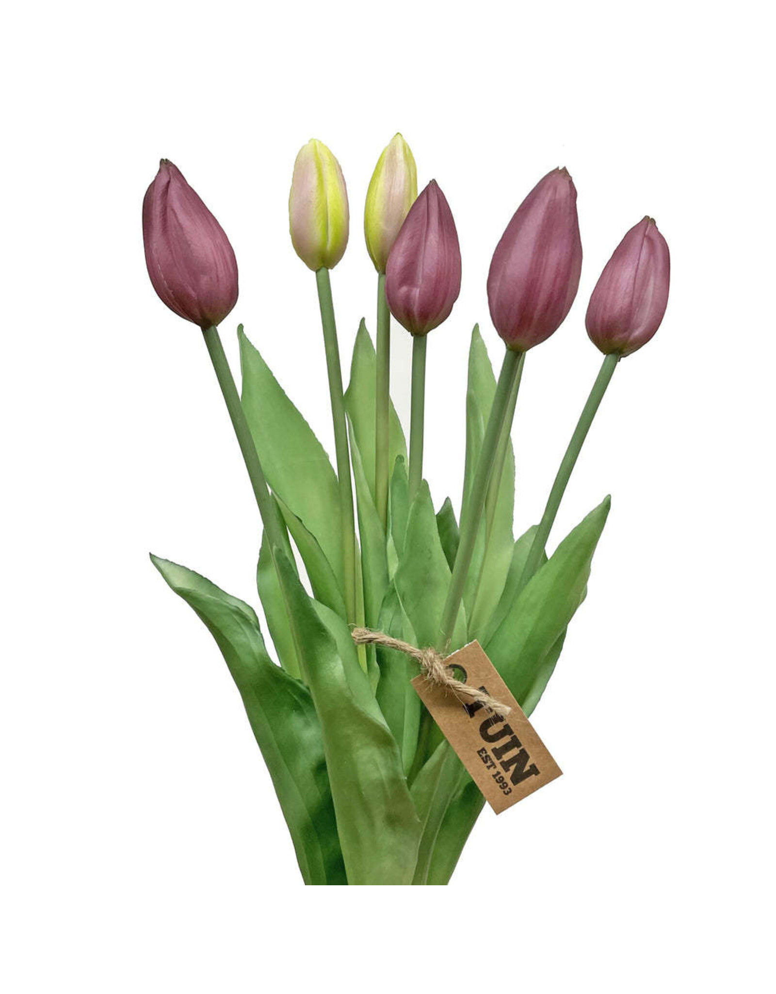 Tuin Tulip Bud Bundle/7 17" Purple