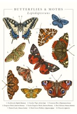 Just Because - Butterflies and Moths