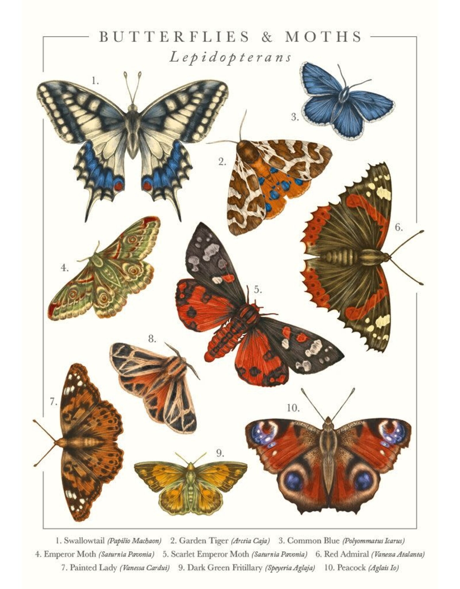 Just Because - Butterflies and Moths