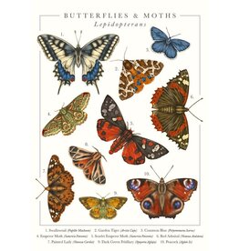 Just Because - Butterflies and Moths