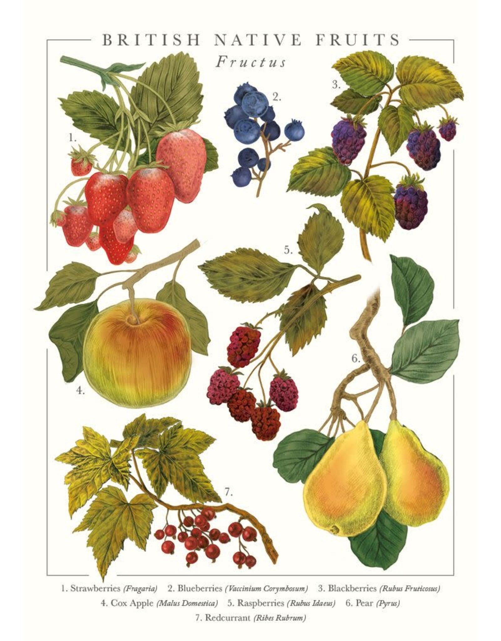 Just Because - British Native Fruits