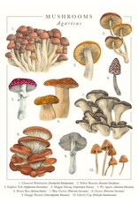 Just Because - Mushrooms