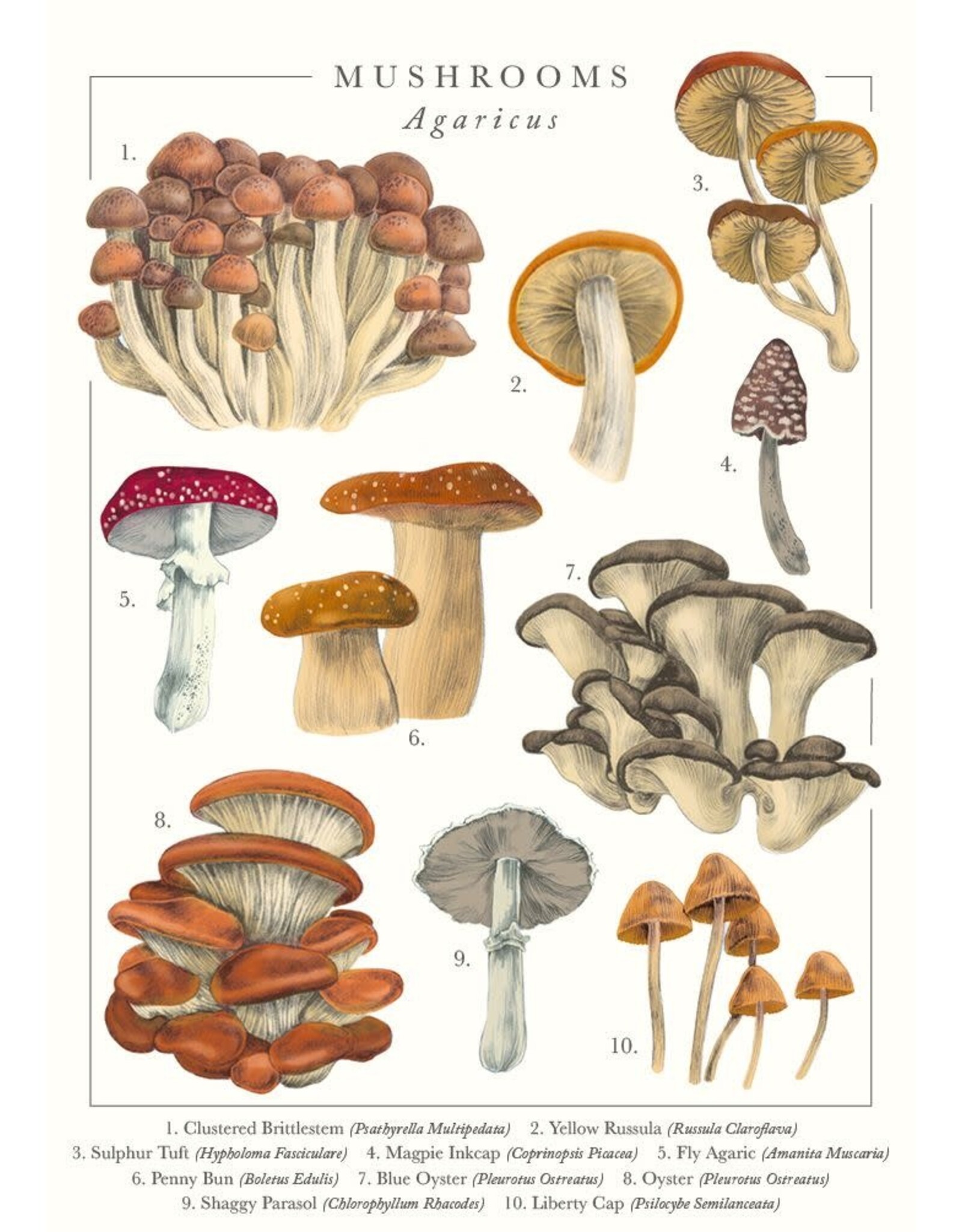 Just Because - Mushrooms