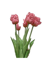 Tuin Parrot Tulip Bundle/5 - 19.5" - Light Pink