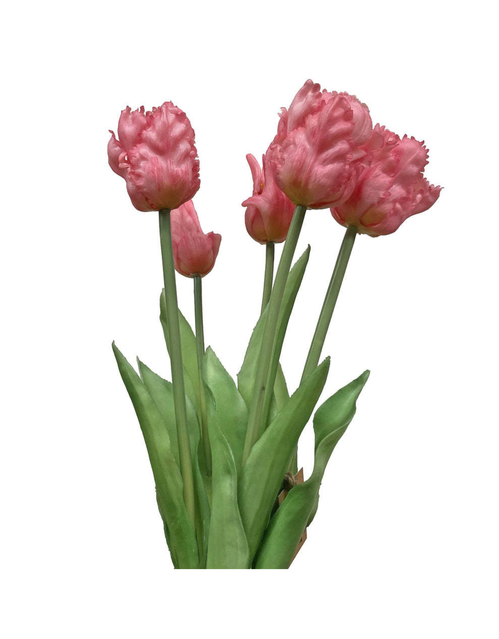 Tuin Parrot Tulip Bundle/5 - 19.5" - Light Pink