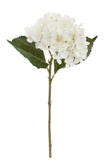 White Hydrangea  Spray