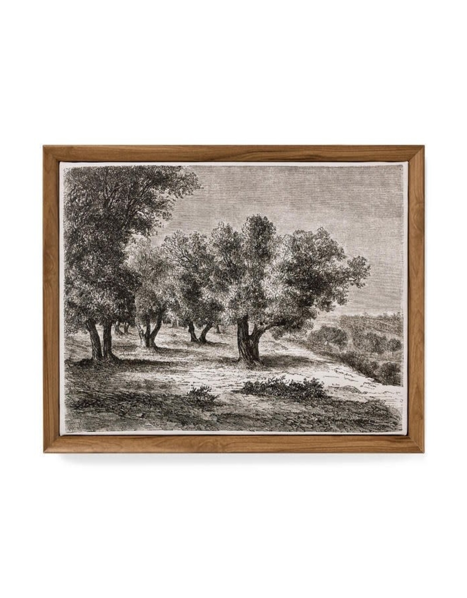 Framed canvas Print - Olive Trees