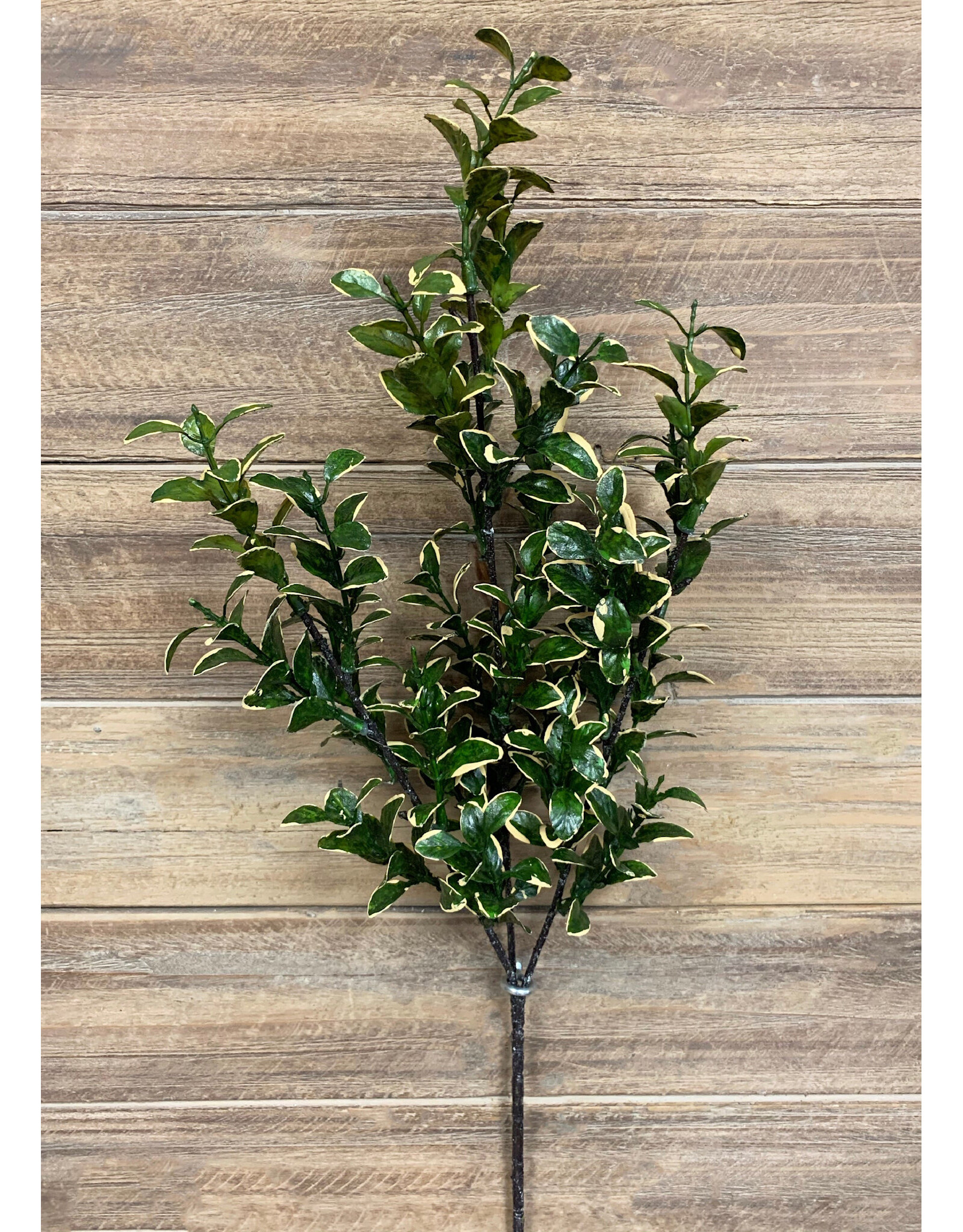 Tri W Imports Golden Euonymus Spray - 26"