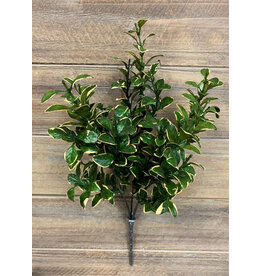 Tri W Imports Golden Euonymus Bush - 14"
