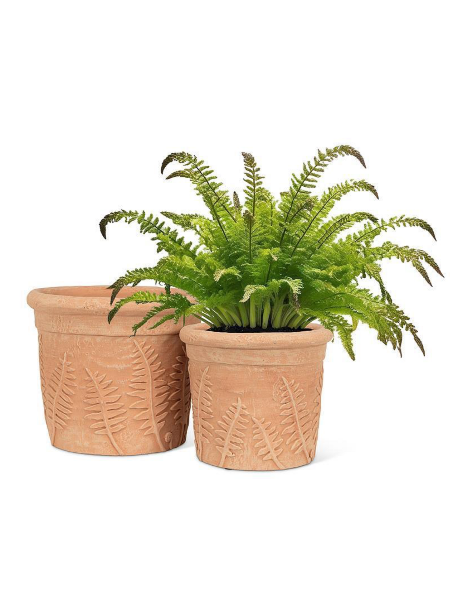Fern Roll Rim Planter