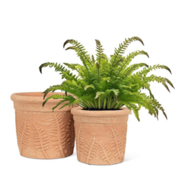 Fern Roll Rim Planter