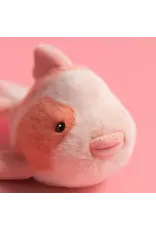 Fancy Carp