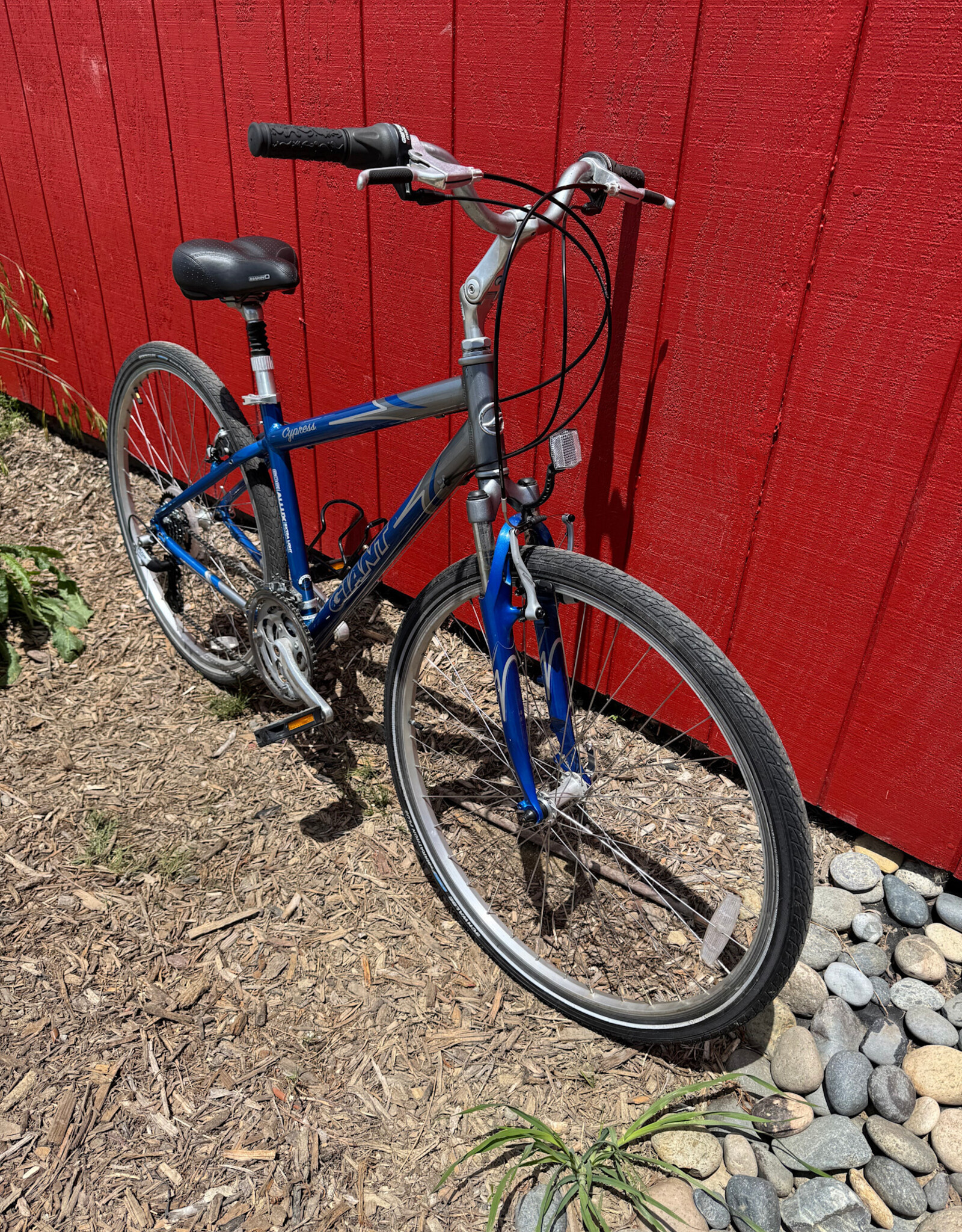 Giant Cypress - 17" - Blue/Silver