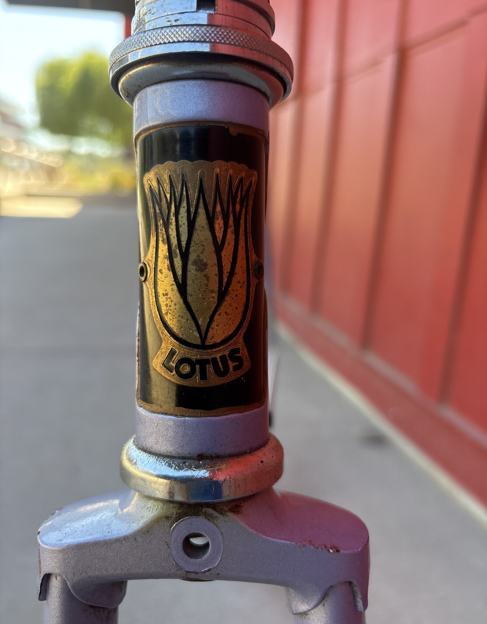 Lotus unique lavender 49cm