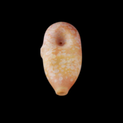 Stone Tech Glass Tablet Stone -