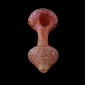 Stone Tech Glass Mushroom Stone -