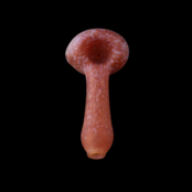 Stone Tech Glass Classic Stone -