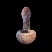 Stone Tech Glass Duality Stone -