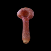 Stone Tech Glass Duality Stone -