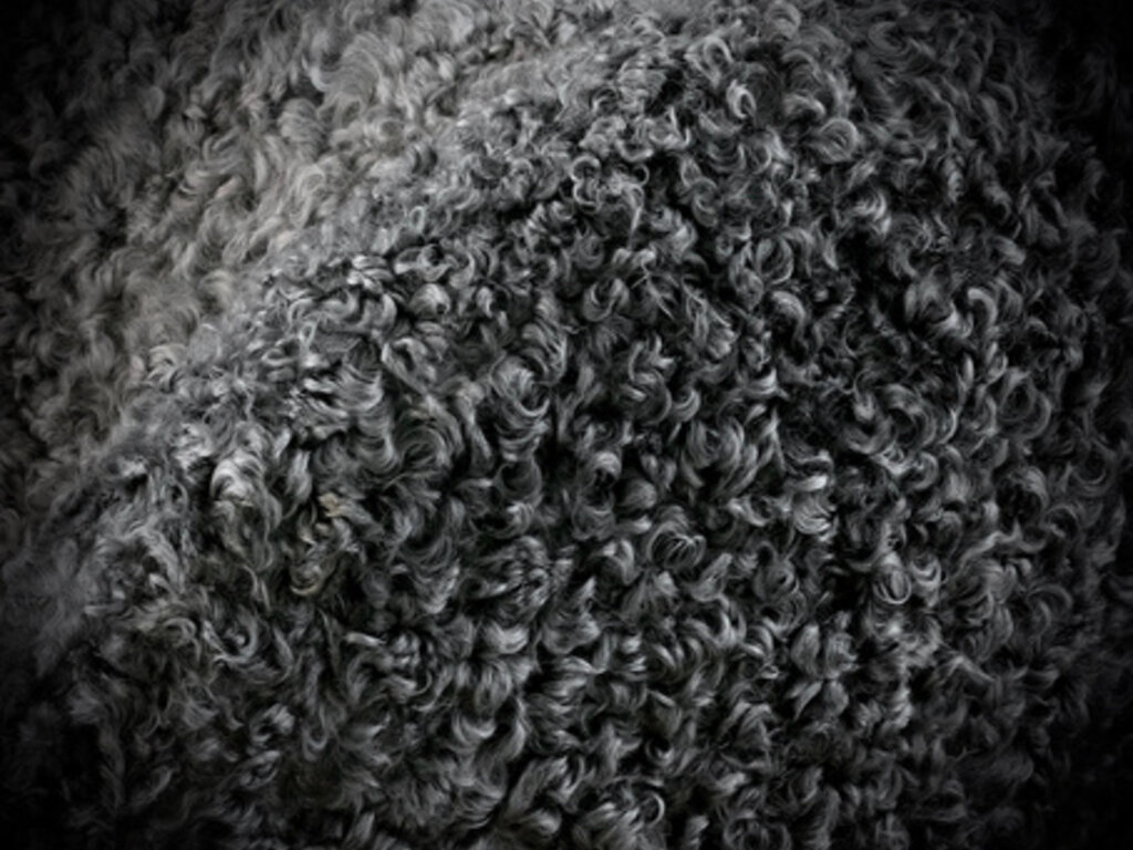 Finn Juhl Pelican Chair (Grey Gotland Sheepskin)