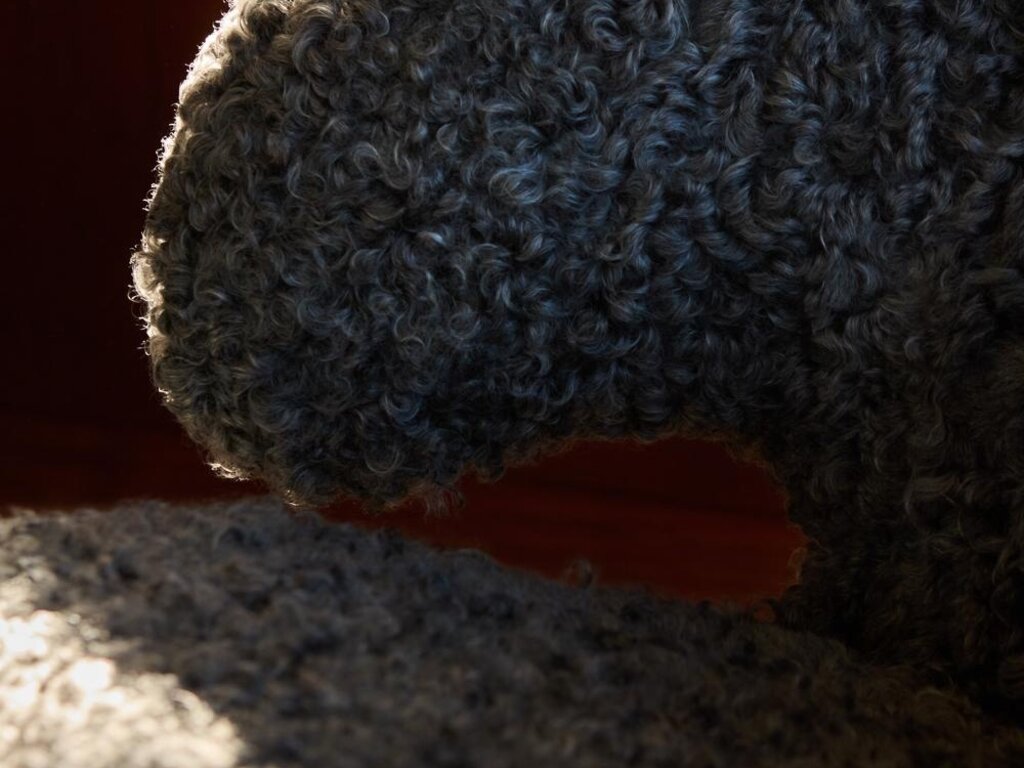 Finn Juhl Pelican Chair (Grey Gotland Sheepskin)