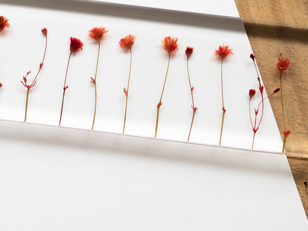 Studio Note f,l,o,w,e,r,s Ruler