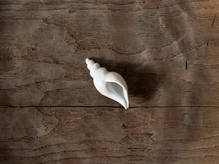 Renaud Sauvé Porcelain Carved Shell No. 33 Renaud Sauvé Porcelain Carved Shell No. 33